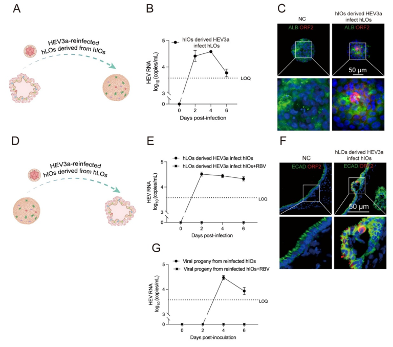 Hepatitis E Platform - Human organoids modeling hepatitis E virus infection